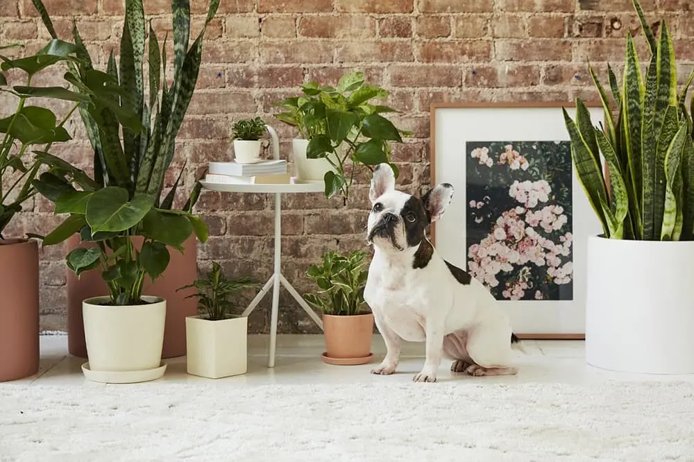 House Plants Toxic To Dogs