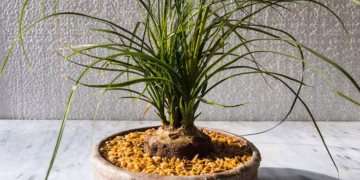 Propagating Ponytail Palm