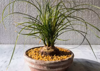 Propagating Ponytail Palm