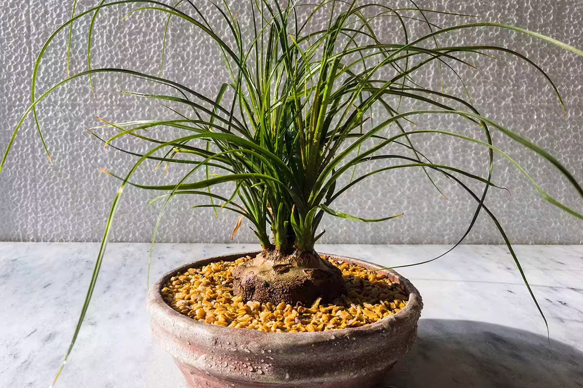Propagating Ponytail Palm