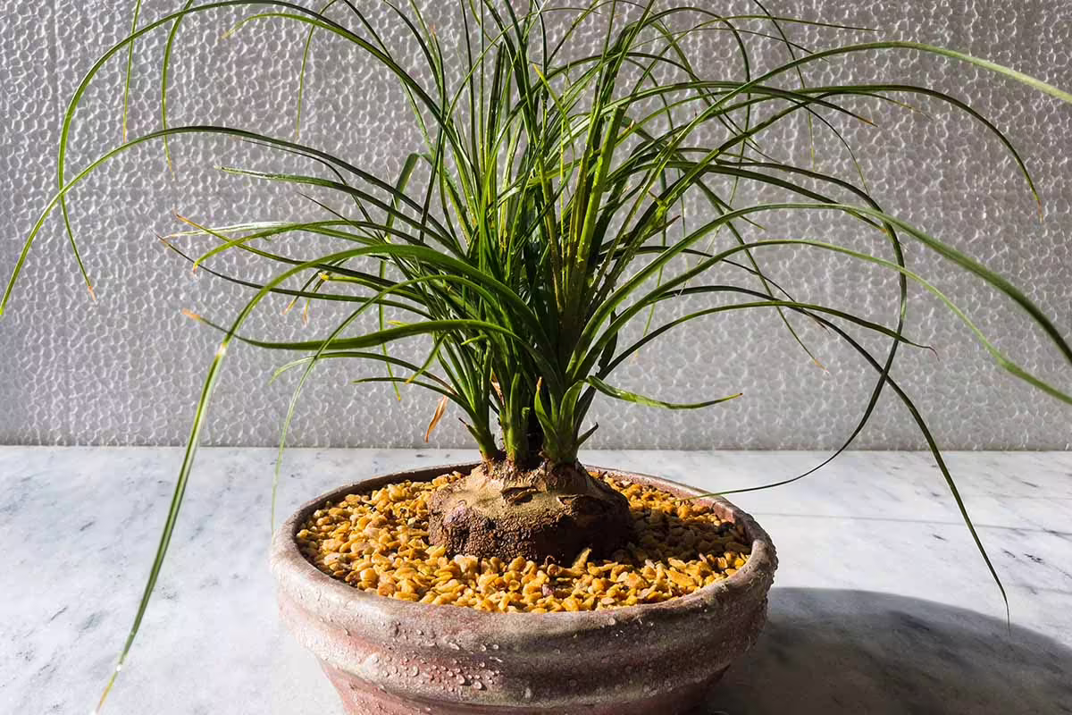 Propagating Ponytail Palm