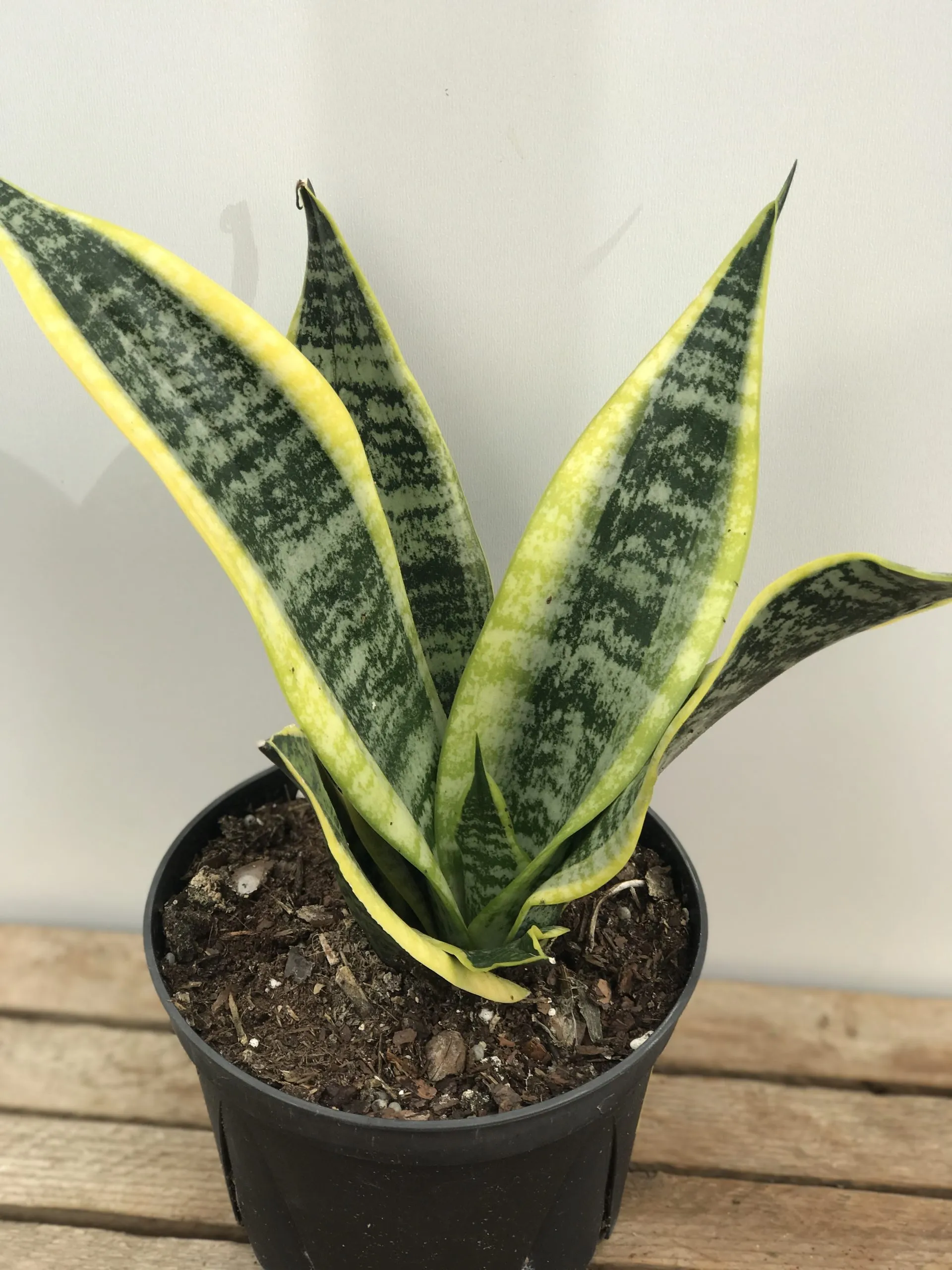 Snake Plant Turning Yellow: All The Causes And How To Fix It 5 why are my snake plant leaves turning yellow