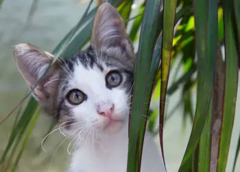 Is Dracaena Toxic to Cats