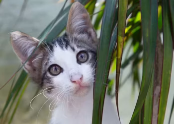 Is Dracaena Toxic to Cats