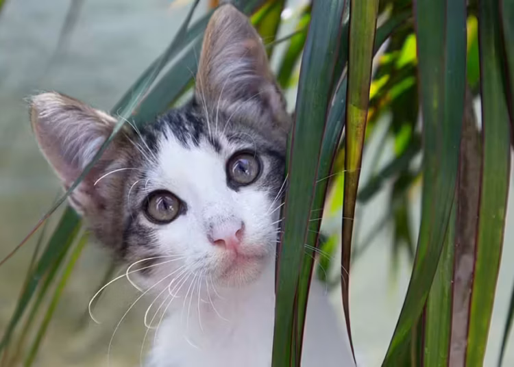 Is Dracaena Toxic to Cats