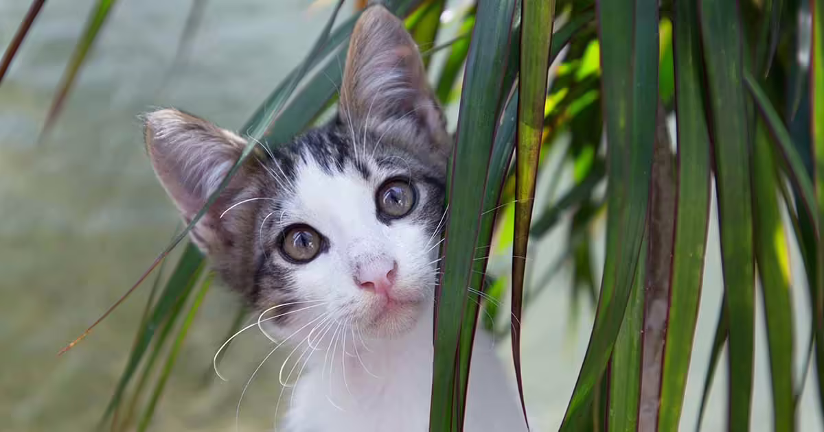 Is Dracaena Toxic to Cats