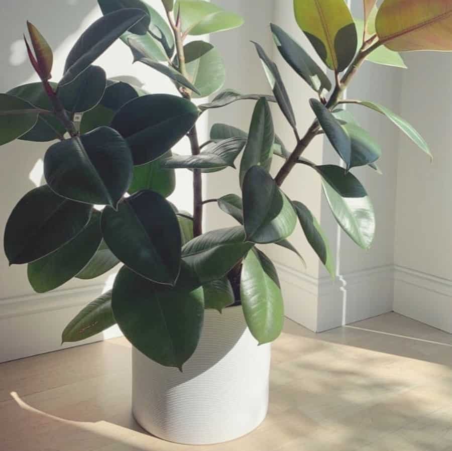 Is-rubber-plant-poisonous| houseplants dangerous to cats
