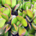 Why Your Jade Leaves Turning Yellow And How To Fix It