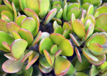 Why Your Jade Leaves Turning Yellow And How To Fix It