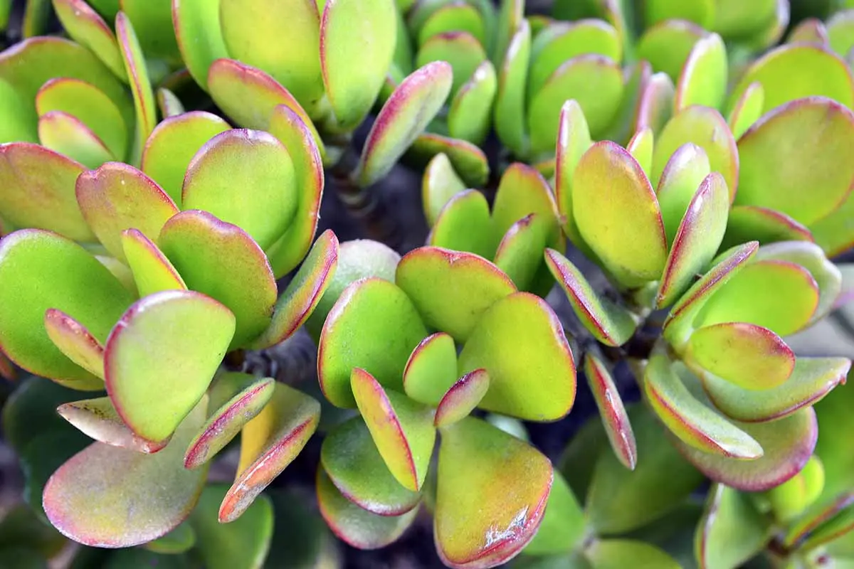 Why Your Jade Leaves Turning Yellow And How To Fix It