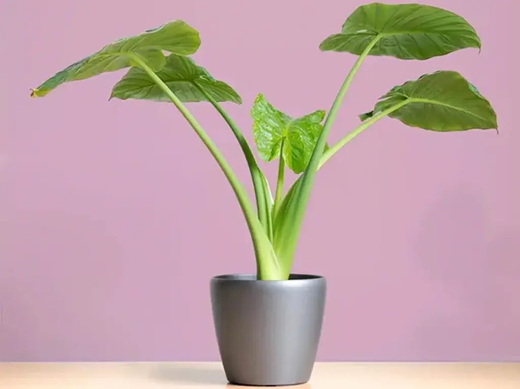 Elephant Ear Plant 