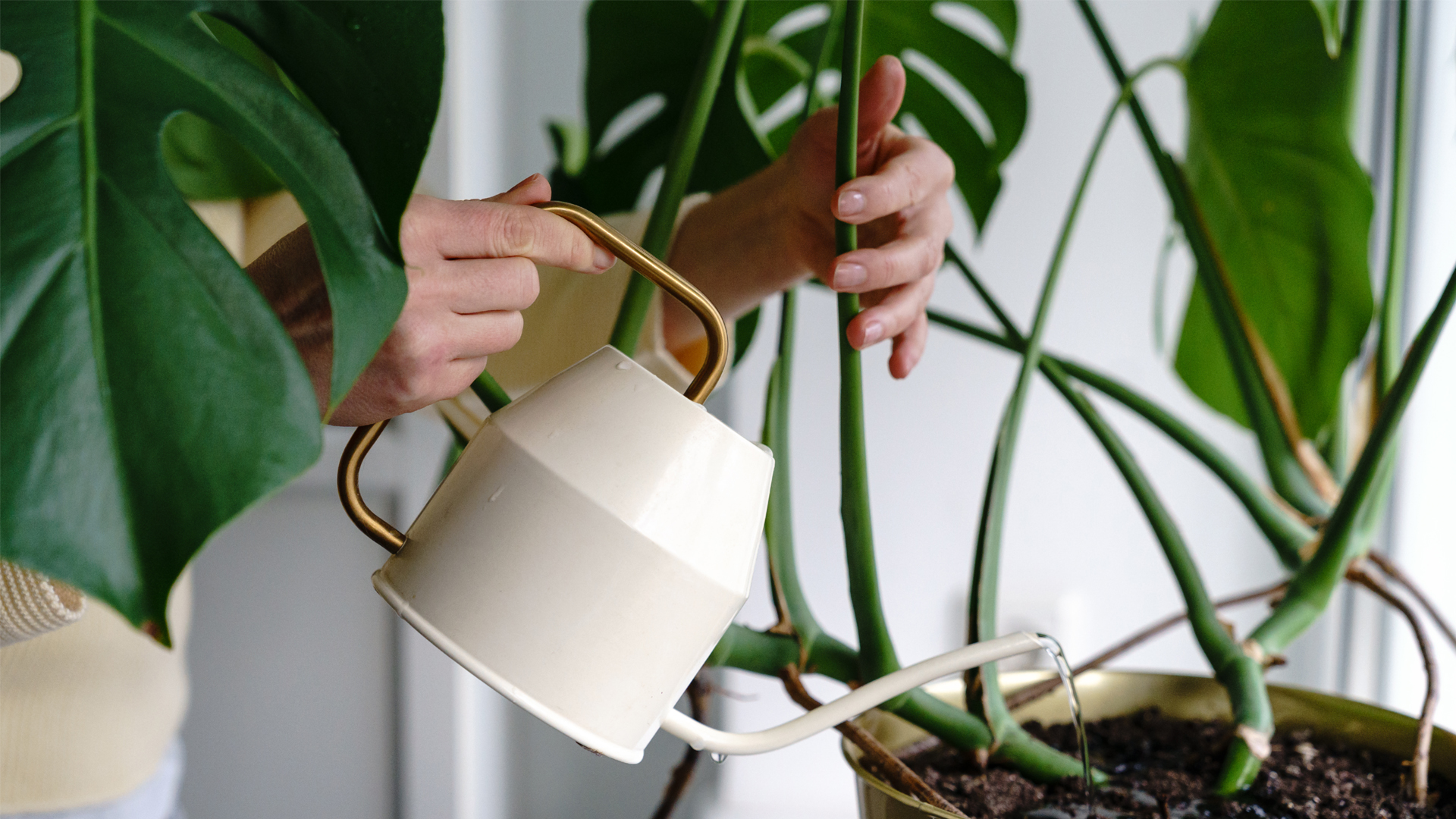 Monstera Watering| how to care for a monstera plant