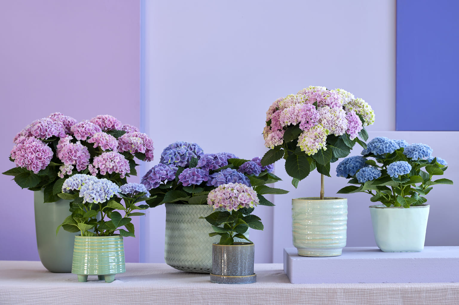 how to care for a hydrangea plant
