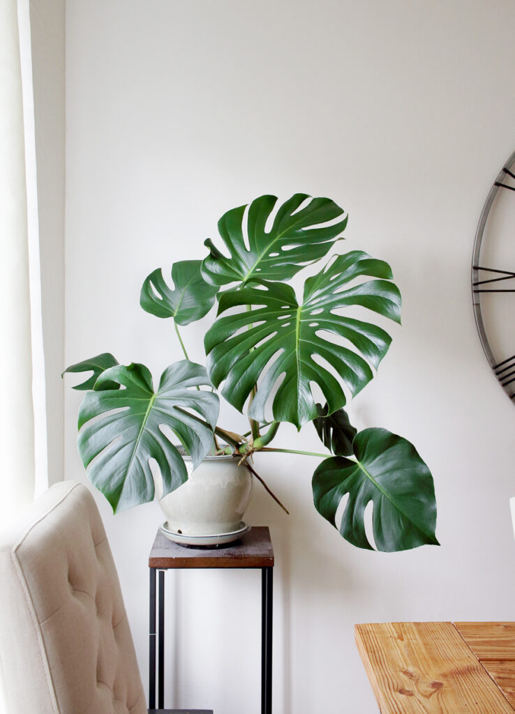 monstera plant sun
|care for monstera deliciosa