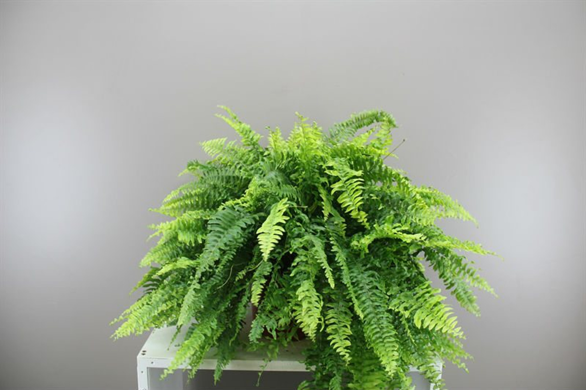 Indoor Fern Care: The Best Must-Know Caring Tips