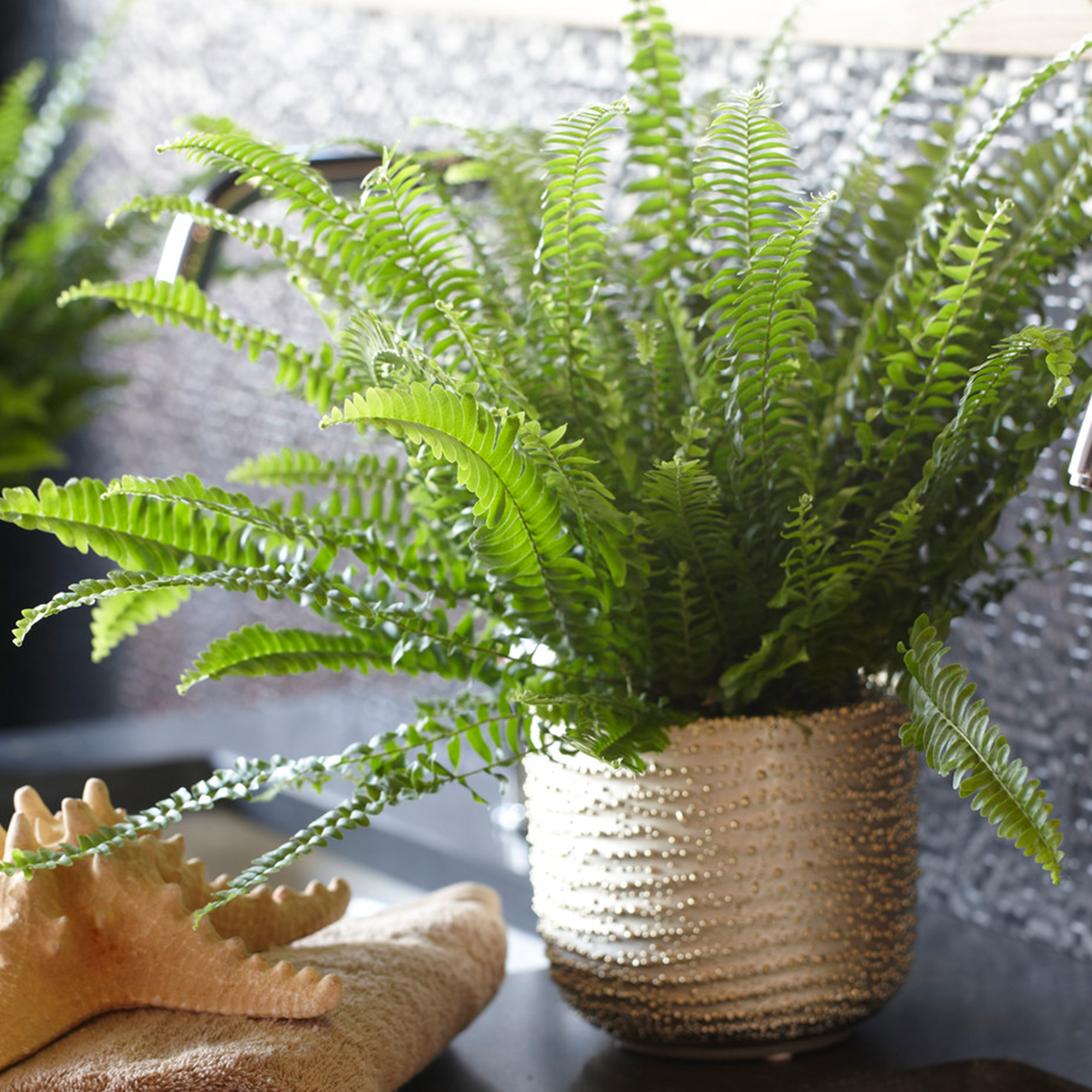 care for a maidenhair fern

