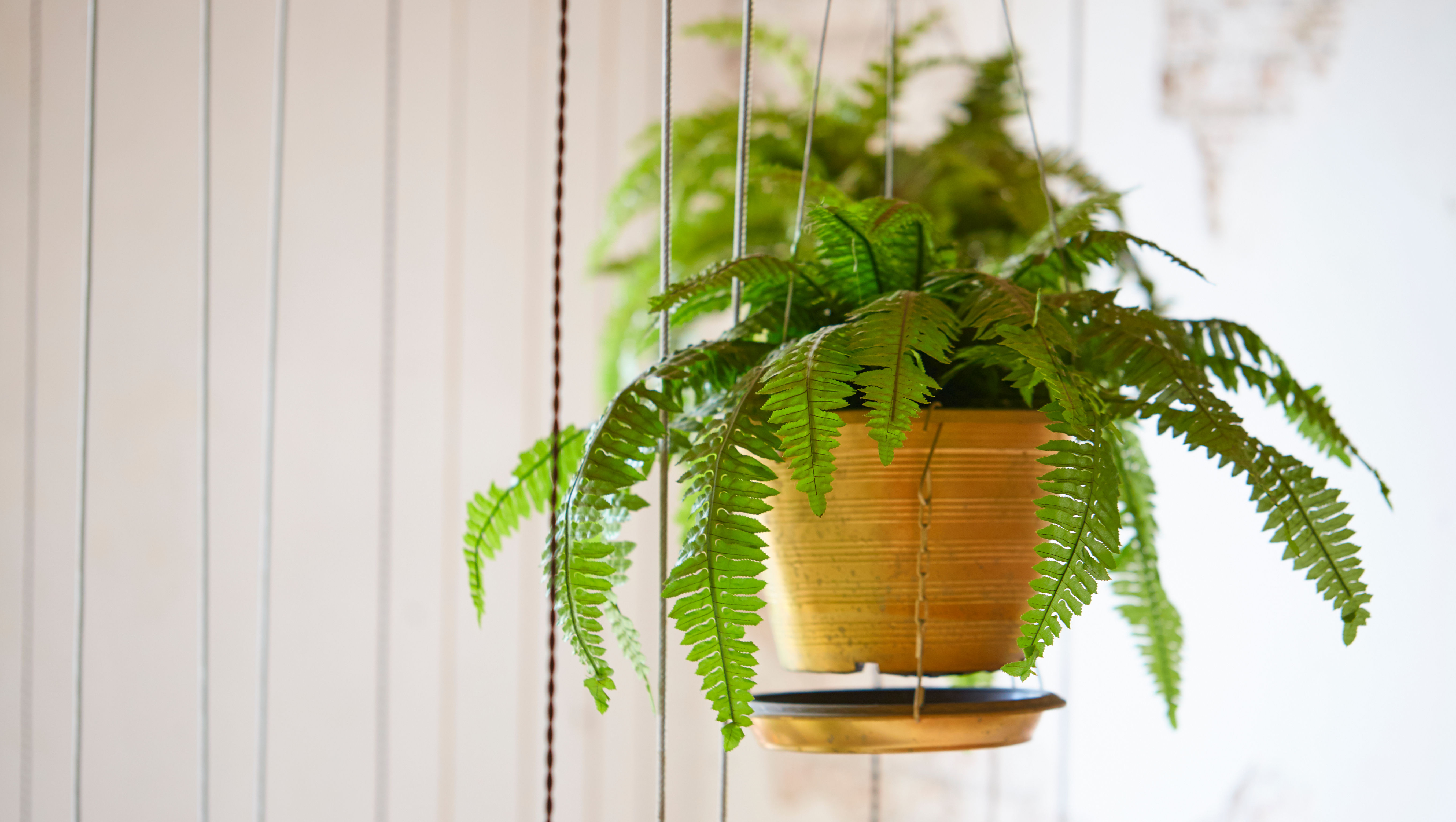maidenhair care
