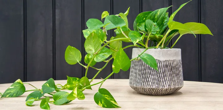 house plants bad for dogs

