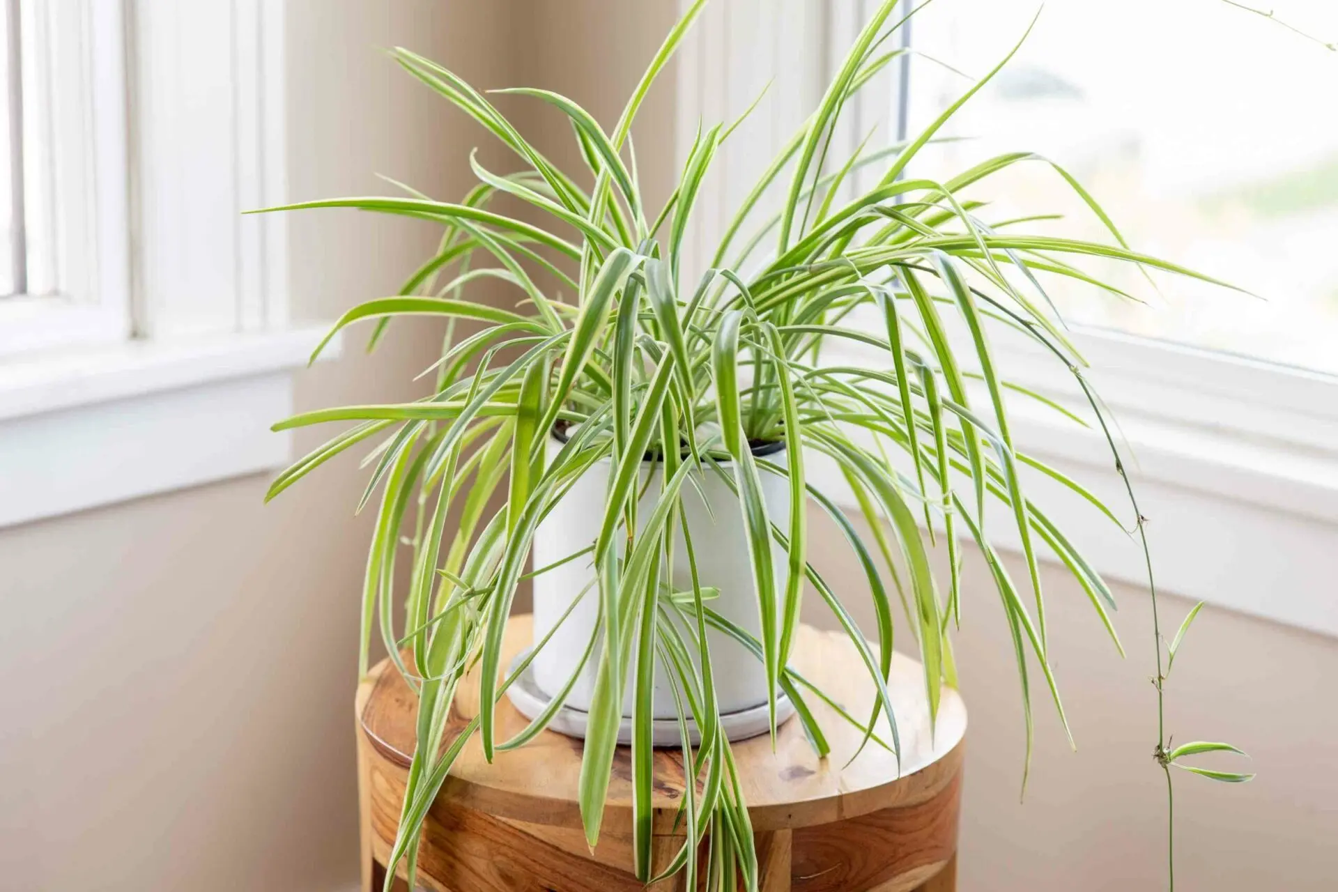 Airplane Plant Care: Ultimate Indoor Growing Guiding 3 chlorophytum spider plant care