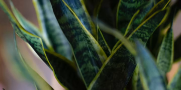How to Propagate a Snake Plant