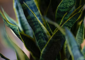 How to Propagate a Snake Plant