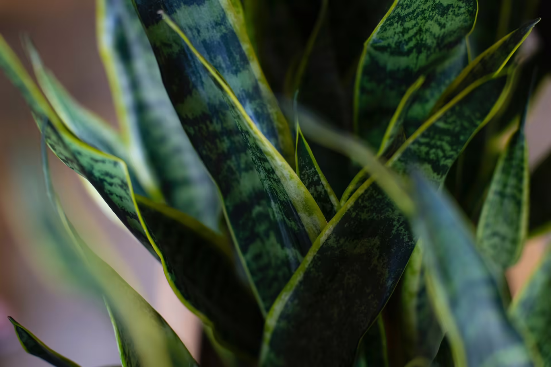 How to Propagate a Snake Plant