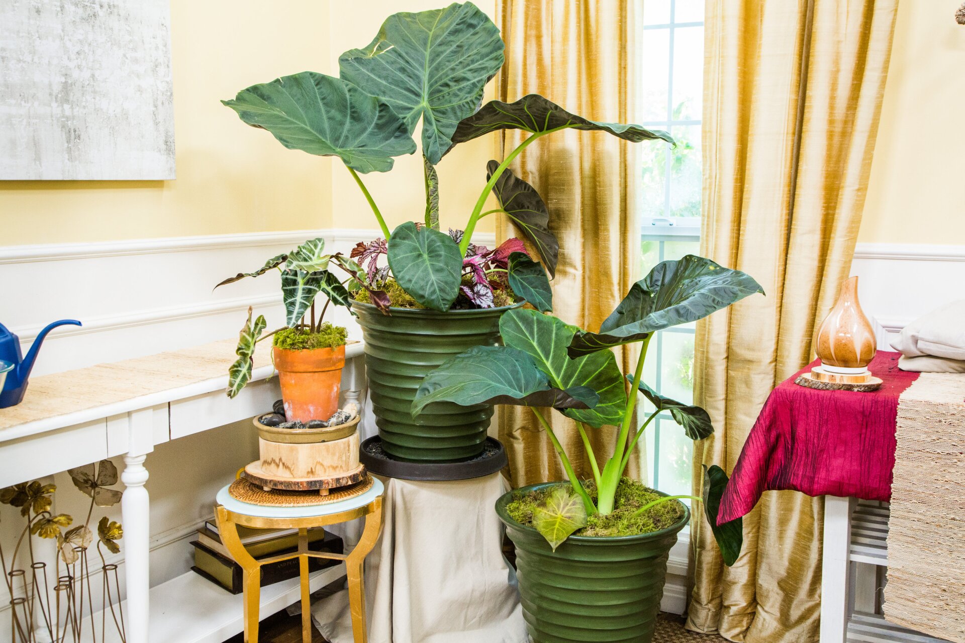 How to take care of elephant ear plant