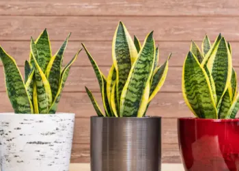 Snake Plant Care