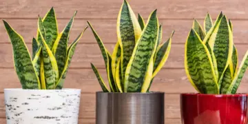 Snake Plant Care