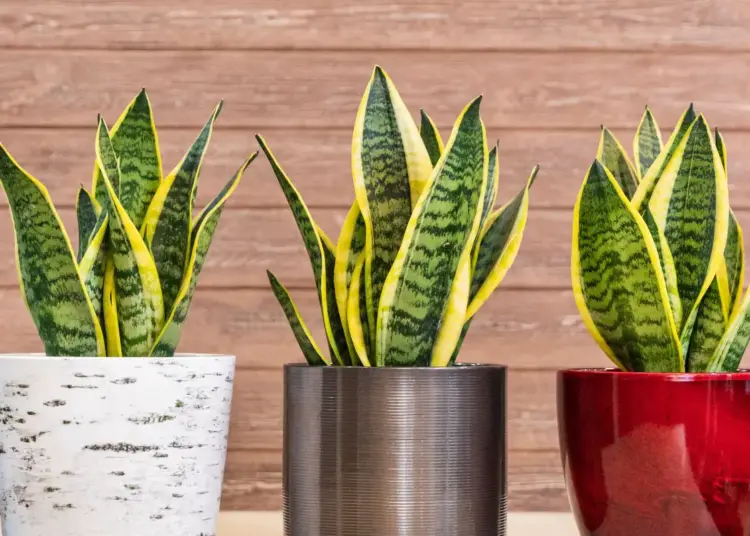 Snake Plant Care