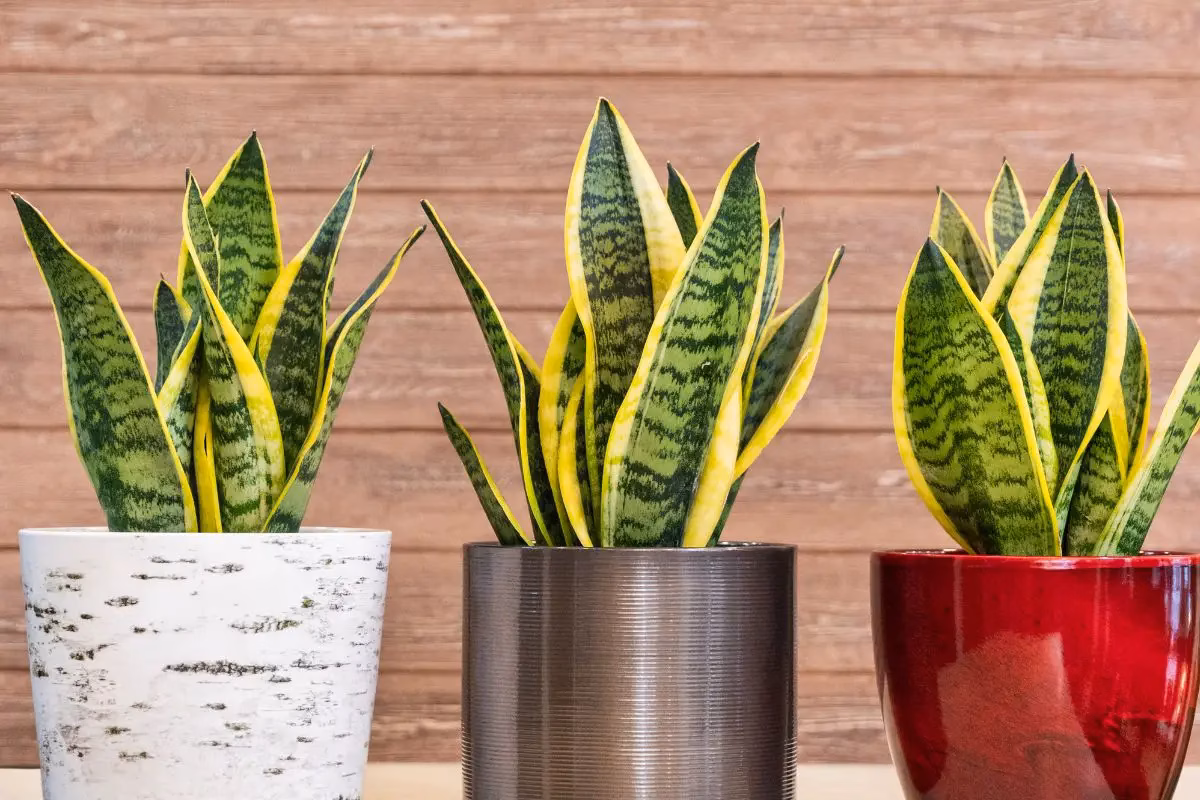 Snake Plant Care