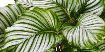 Calathea Orbifolia Plant Care