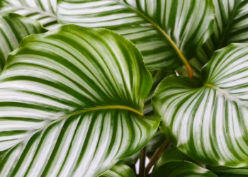 Calathea Orbifolia Plant Care