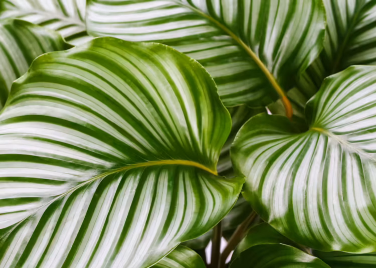 Calathea Orbifolia Plant Care