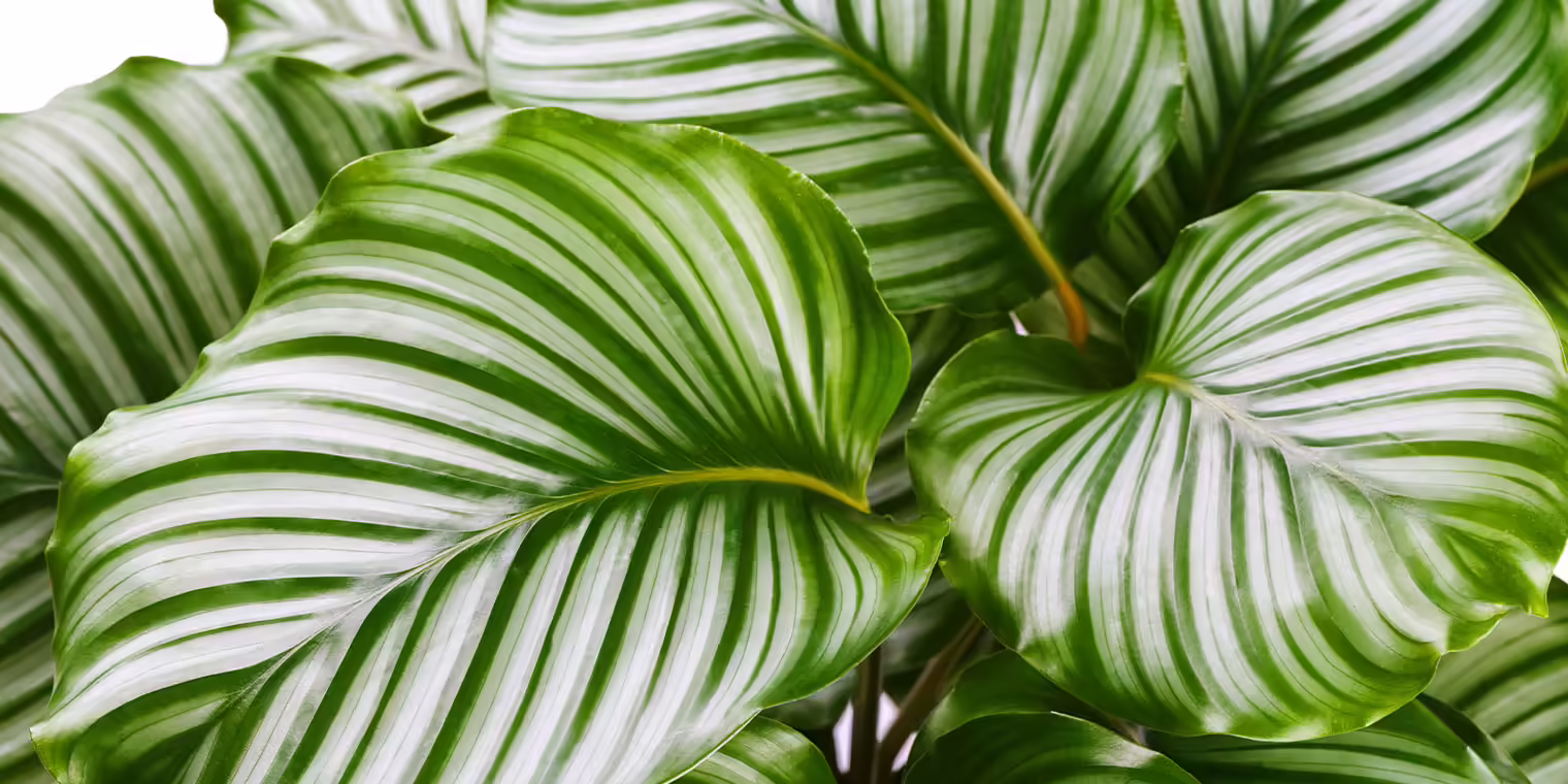Calathea Orbifolia Plant Care