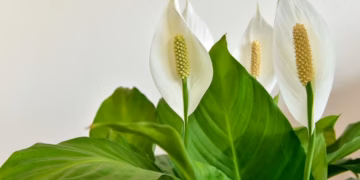Peace Lilly Care