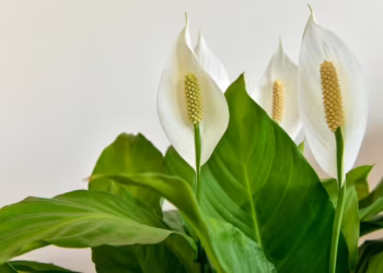 Peace Lilly Care