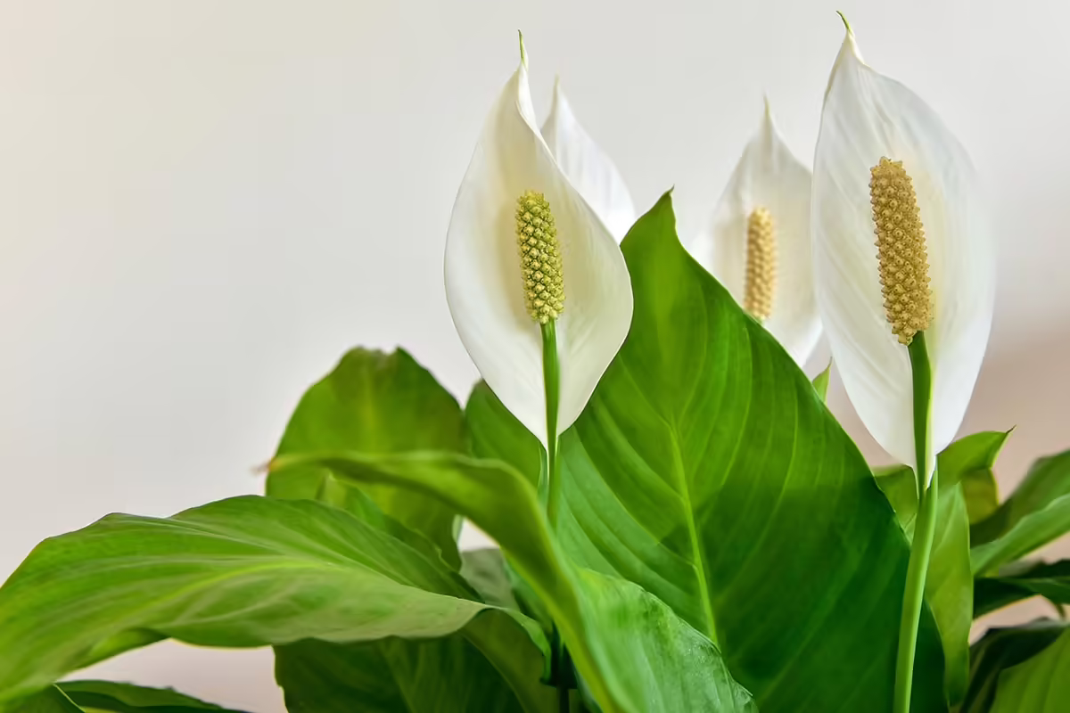 Peace Lilly Care