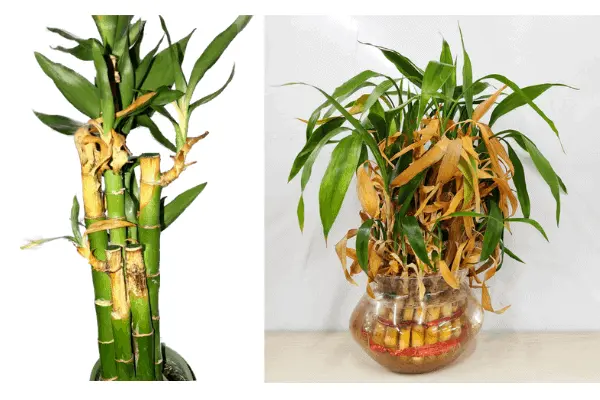 lucky bamboo turning yellow
