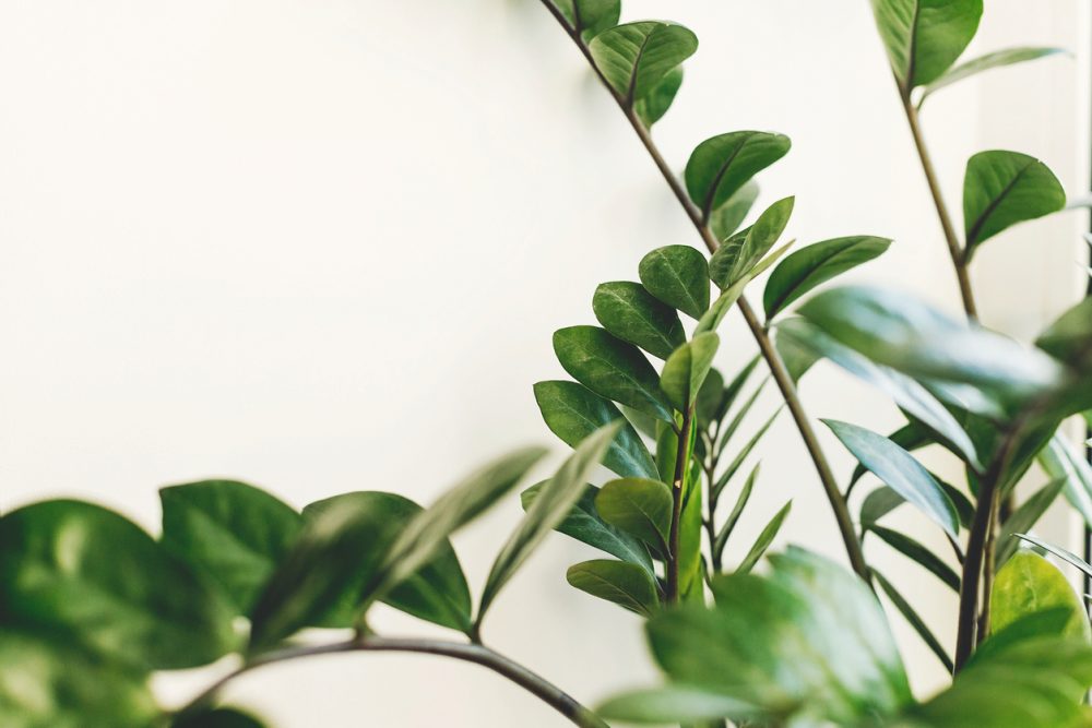 ZZ Plant |houseplants harmful to cats