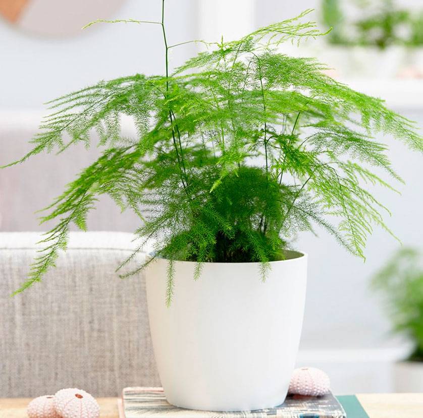 toxic houseplants dogs
