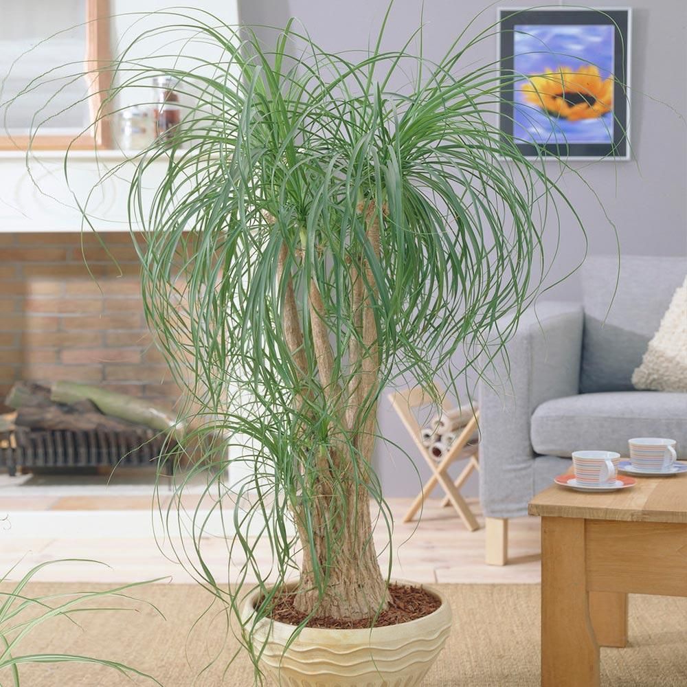 ponytail palm maintenance