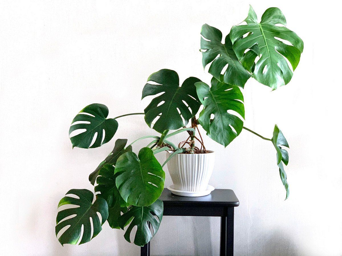 care for monstera deliciosa