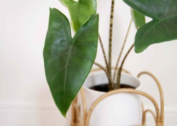 Alocasia Zebrina Care