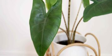 Alocasia Zebrina Care