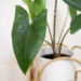 Alocasia Zebrina Care Instructions| The Ultimate Guide 24 Alocasia Zebrina Care