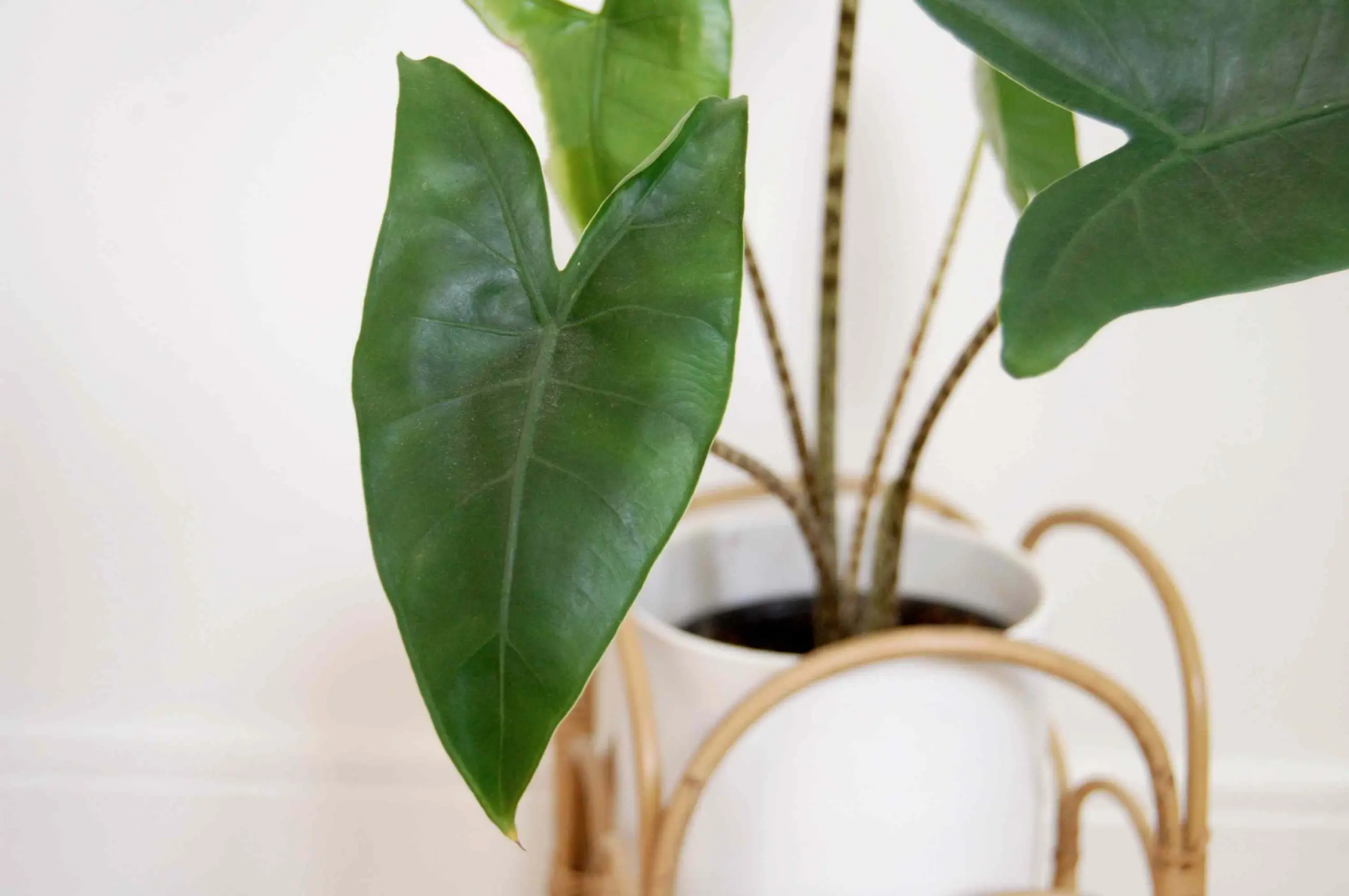 Alocasia Zebrina Care