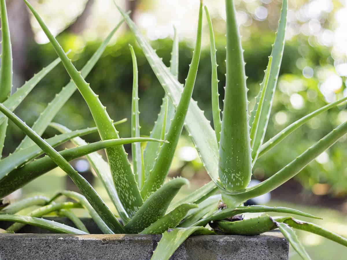 how to take care aloe plant
