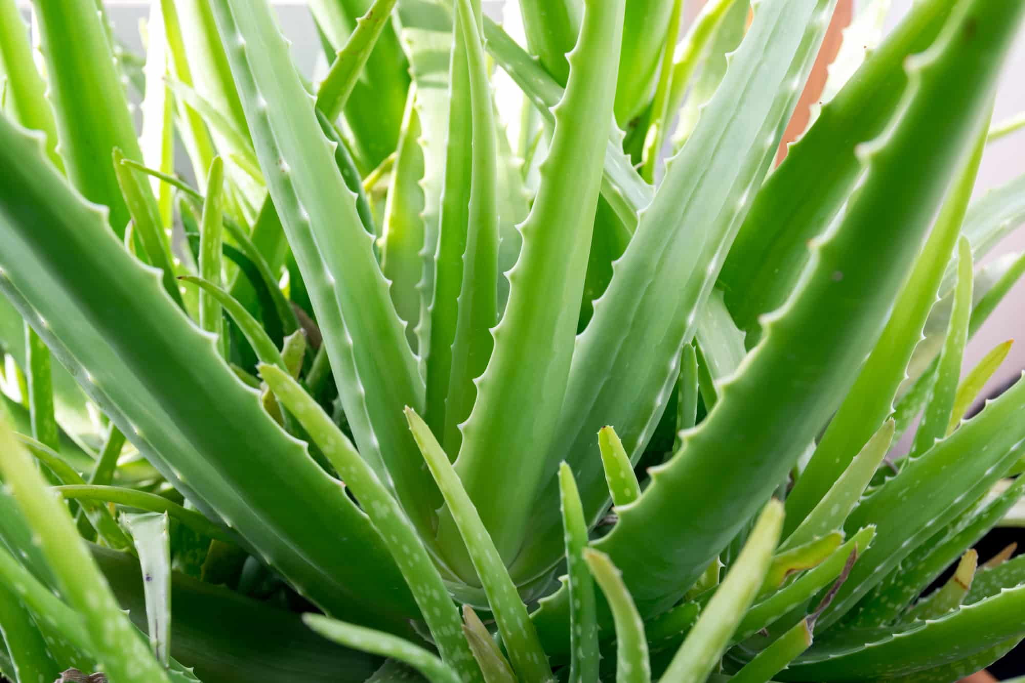 how to take care a aloe vera plant
