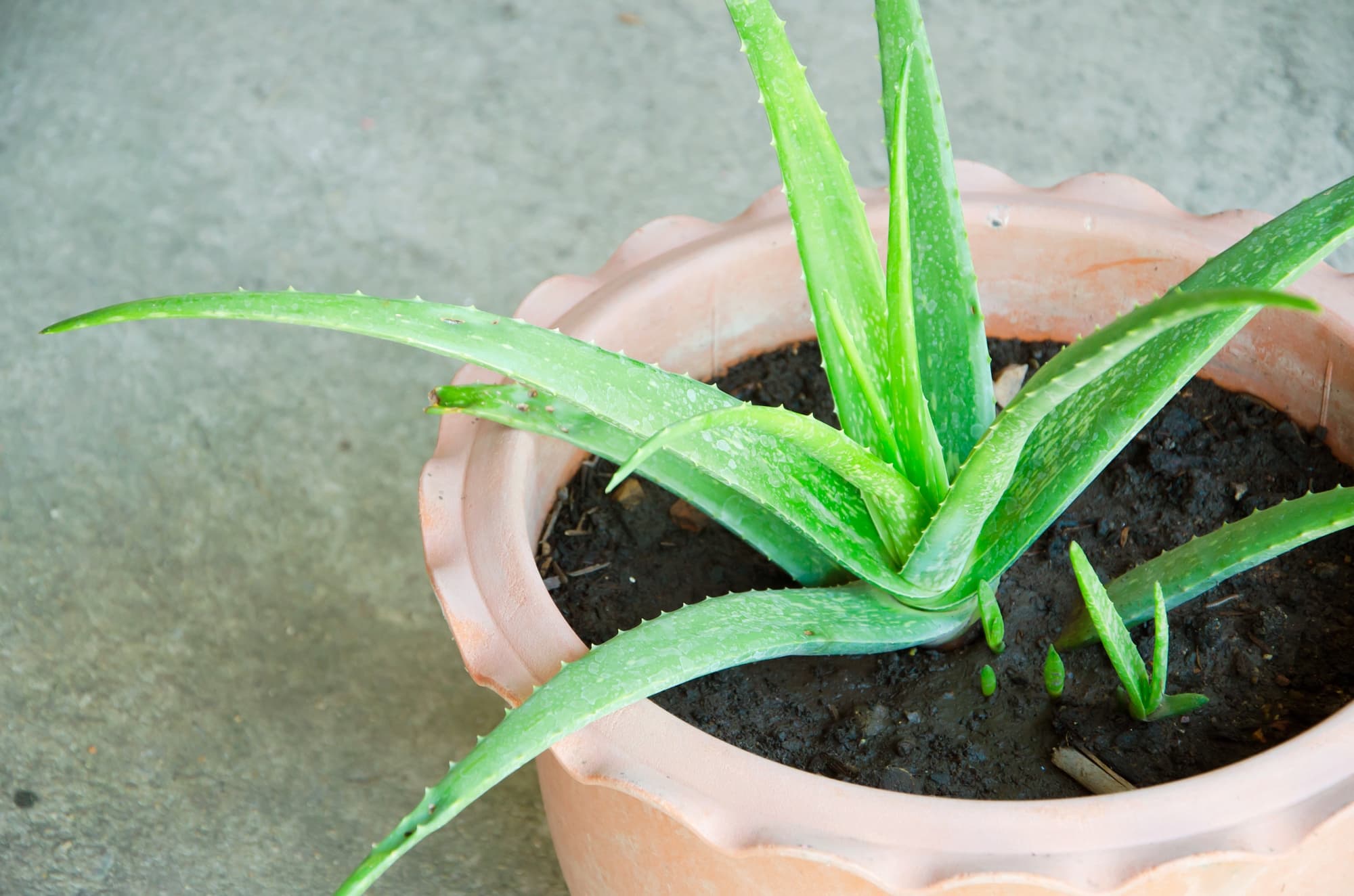 how to care of an aloe plant
